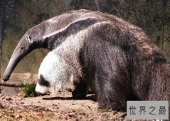 【图】世界上最大的食蚁兽，大食蚁兽(长2.4m/重65kg)