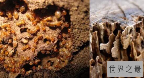 【图】世界上最大的食蚁兽，大食蚁兽(长2.4m/重65kg)