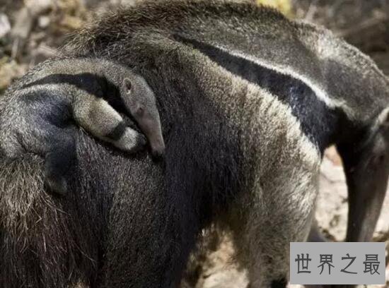 【图】世界上最大的食蚁兽，大食蚁兽(长2.4m/重65kg)
