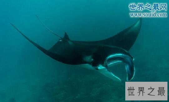 【图】世界上最温柔的鱼类，蝙蝠鱼(深受潜水者喜爱