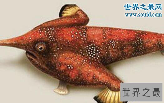 【图】世界上最温柔的鱼类，蝙蝠鱼(深受潜水者喜爱