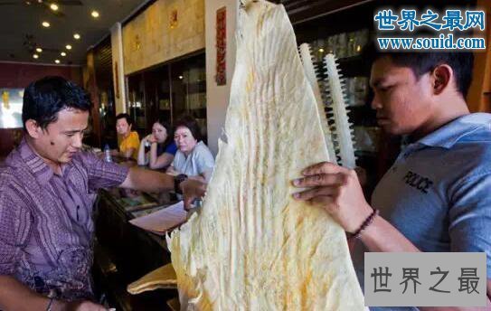 【图】世界上最温柔的鱼类，蝙蝠鱼(深受潜水者喜爱