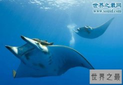 【图】世界上最温柔的鱼类，蝙蝠鱼(深受潜水者喜爱