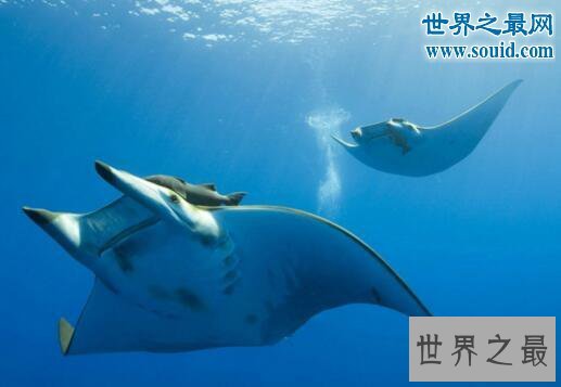 【图】世界上最温柔的鱼类，蝙蝠鱼(深受潜水者喜爱