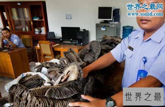 【图】世界上最温柔的鱼类，蝙蝠鱼(深受潜水者喜爱