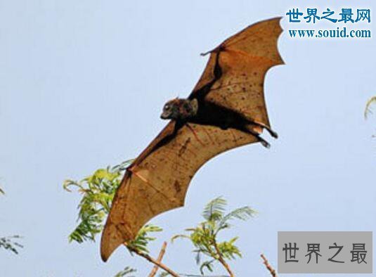 【图】世界上最罕见的蝙蝠，猪脸大蝙蝠(嗜血成性)