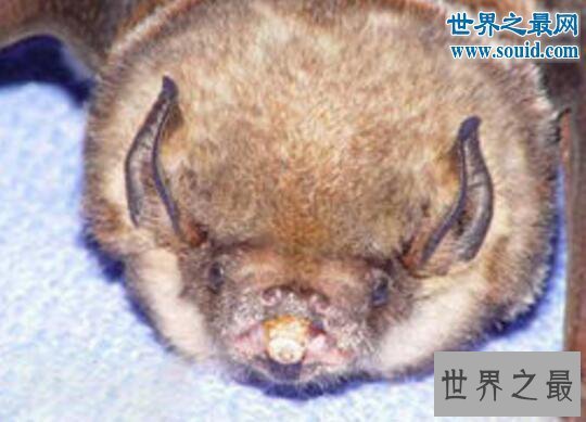 【图】世界上最罕见的蝙蝠，猪脸大蝙蝠(嗜血成性)