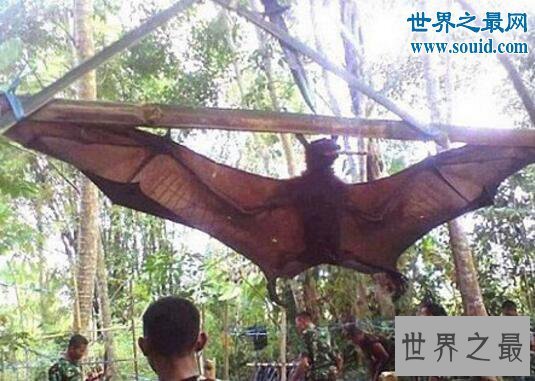 【图】世界上最罕见的蝙蝠，猪脸大蝙蝠(嗜血成性)