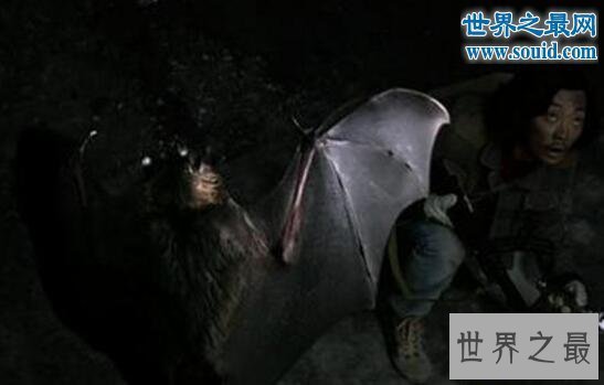 【图】世界上最罕见的蝙蝠，猪脸大蝙蝠(嗜血成性)