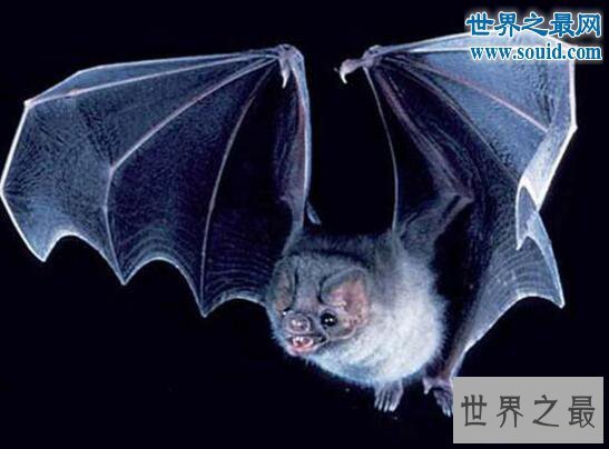 【图】世界上最罕见的蝙蝠，猪脸大蝙蝠(嗜血成性)