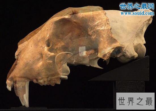 【图】史前最大猫科动物，巨虎可达4米(东北虎的1.5倍