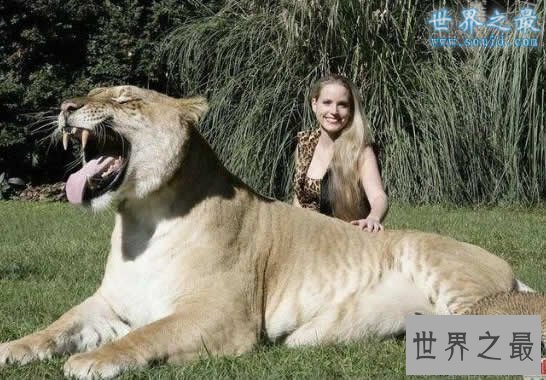 【图】史前最大猫科动物，巨虎可达4米(东北虎的1.5倍