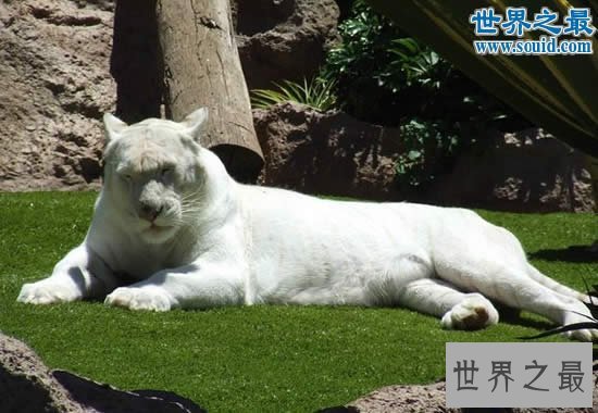 【图】史前最大猫科动物，巨虎可达4米(东北虎的1.5倍