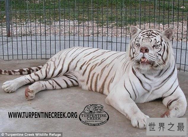 【图】史前最大猫科动物，巨虎可达4米(东北虎的1.5倍