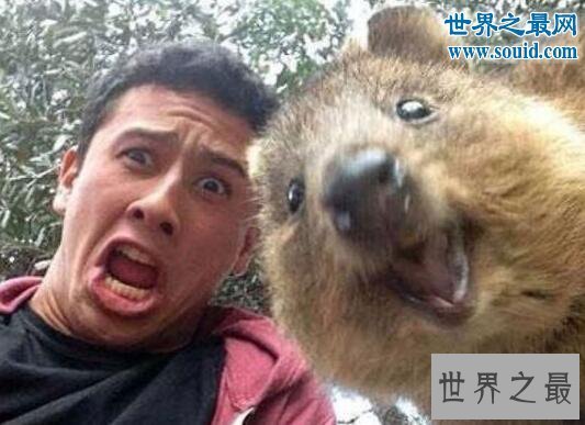 【图】世界上最爱笑的动物，短尾矮袋鼠(澳洲濒危物种