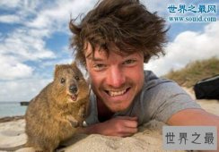【图】世界上最爱笑的动物，短尾矮袋鼠(澳洲濒危物种
