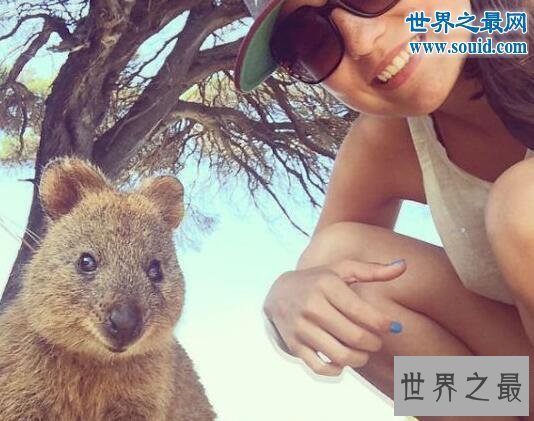 【图】世界上最爱笑的动物，短尾矮袋鼠(澳洲濒危物种