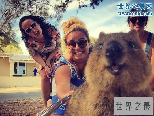 【图】世界上最爱笑的动物，短尾矮袋鼠(澳洲濒危物种