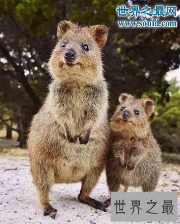 【图】世界上最爱笑的动物，短尾矮袋鼠(澳洲濒危物种