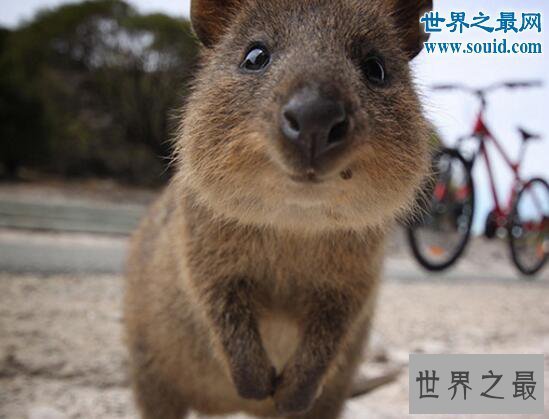 【图】世界上最爱笑的动物，短尾矮袋鼠(澳洲濒危物种