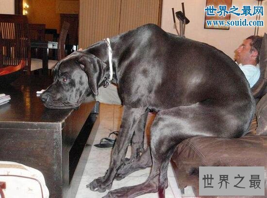【图】世界最高大的狗，大乔治高达2.2米(比人还高)