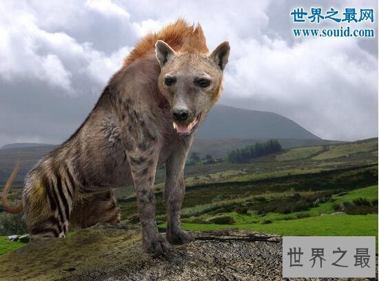 【图】世界最高大的狗，大乔治高达2.2米(比人还高)