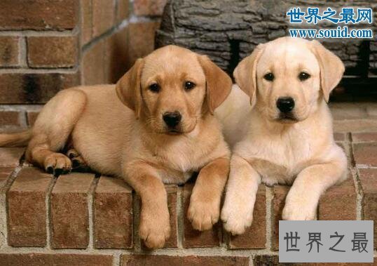 【图】世界最高大的狗，大乔治高达2.2米(比人还高)