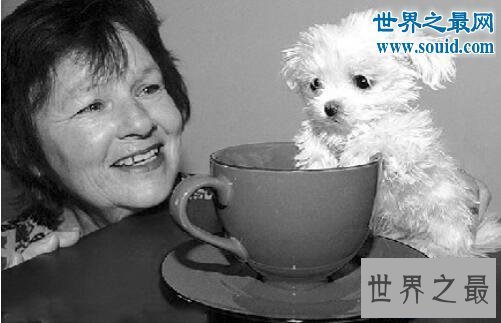 【图】世界最高大的狗，大乔治高达2.2米(比人还高)