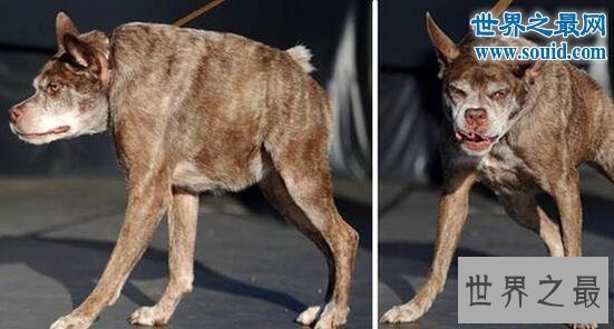 【图】世界最高大的狗，大乔治高达2.2米(比人还高)