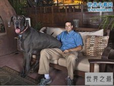 【图】世界最高大的狗，大乔治高达2.2米(比人还高)
