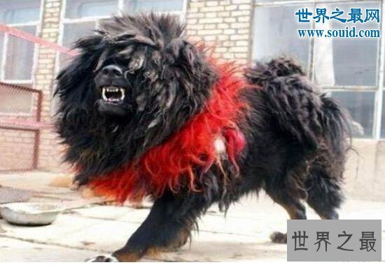 【图】世界最高大的狗，大乔治高达2.2米(比人还高)