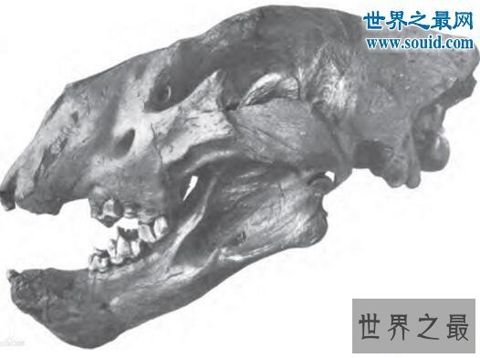 【图】史上最大的猫科动物，残暴狮(长3.5米/重380千克