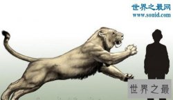 【图】史上最大的猫科动物，残暴狮(长3.5米/重380千克