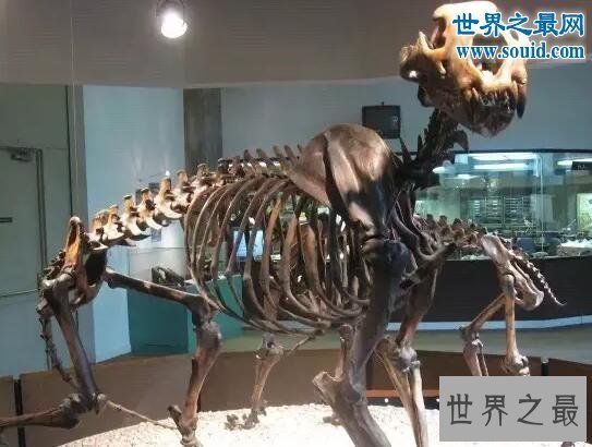 【图】史上最大的猫科动物，残暴狮(长3.5米/重380千克