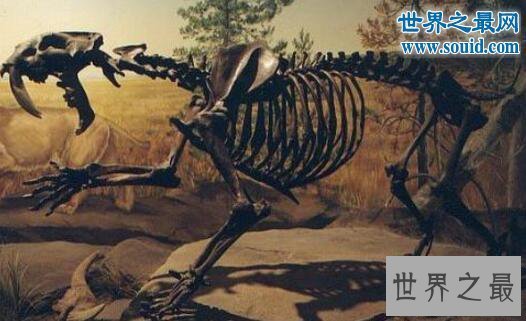 【图】史上最大的猫科动物，残暴狮(长3.5米/重380千克