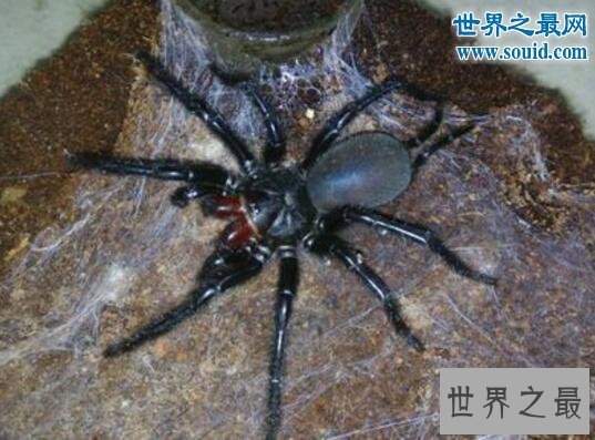 【图】台湾体型最大的蜘蛛，上户蜘蛛(长20cm/有剧毒)