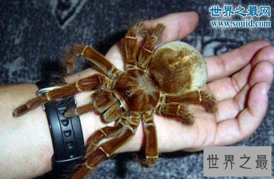 【图】台湾体型最大的蜘蛛，上户蜘蛛(长20cm/有剧毒)