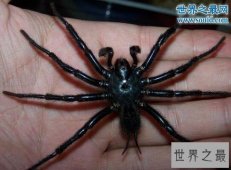 【图】台湾体型最大的蜘蛛，上户蜘蛛(长20cm/有剧毒)