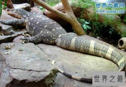 【图】非洲最大的蜥蜴，尼罗河巨蜥(体长2米)
