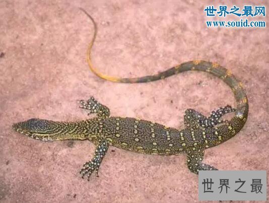 【图】非洲最大的蜥蜴，尼罗河巨蜥(体长2米)