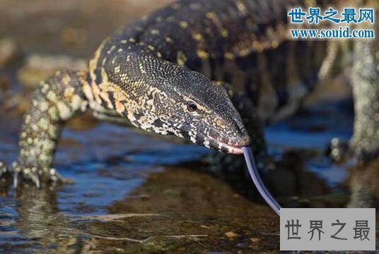 【图】非洲最大的蜥蜴，尼罗河巨蜥(体长2米)