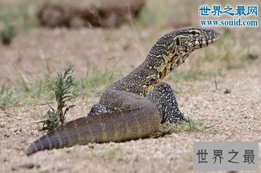 【图】非洲最大的蜥蜴，尼罗河巨蜥(体长2米)