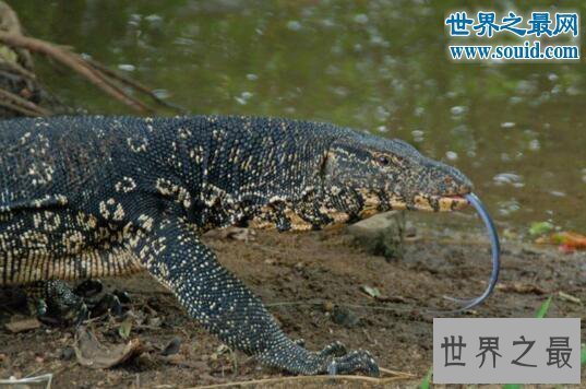 【图】非洲最大的蜥蜴，尼罗河巨蜥(体长2米)