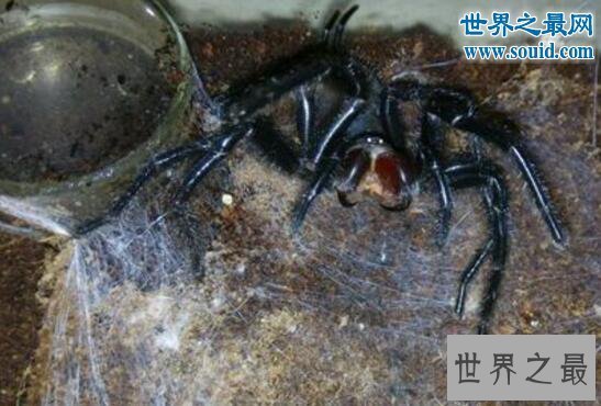 【图】台湾体型最大的蜘蛛，上户蜘蛛(长20cm/有剧毒)