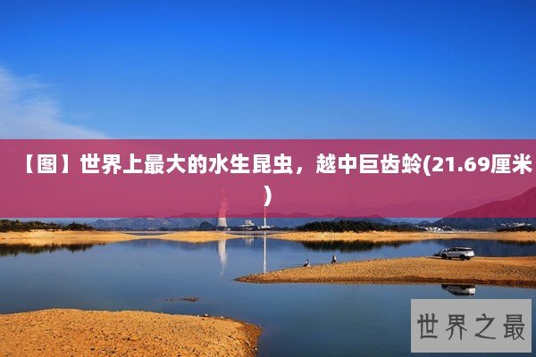 【图】世界上最大的水生昆虫，越中巨齿蛉(21.69厘米)