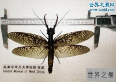 【图】世界上最大的水生昆虫，越中巨齿蛉(21.69厘米)