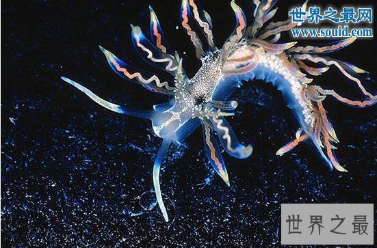 【图】十大最有趣的新物种，树枝会走路/蜘蛛会打滚