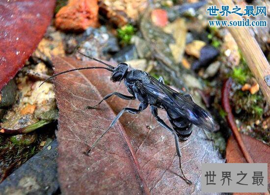 【图】十大最有趣的新物种，树枝会走路/蜘蛛会打滚