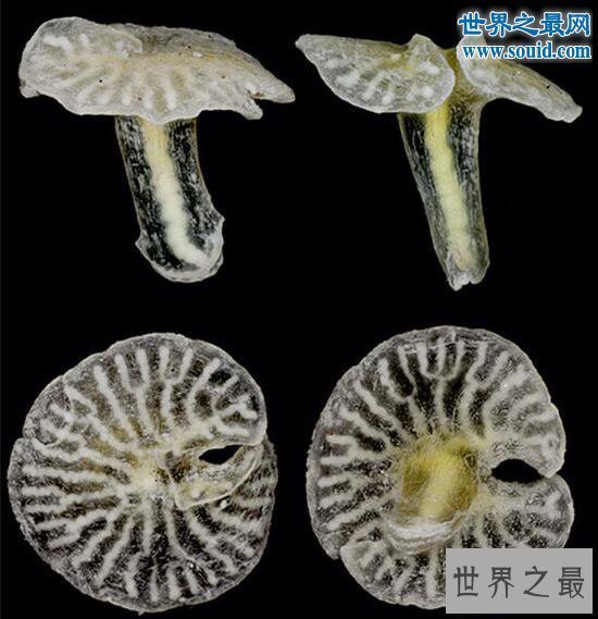 【图】十大最有趣的新物种，树枝会走路/蜘蛛会打滚