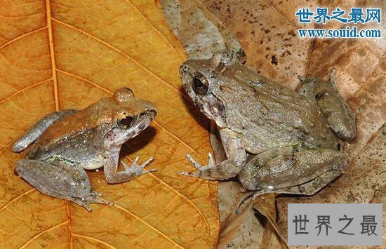 【图】十大最有趣的新物种，树枝会走路/蜘蛛会打滚